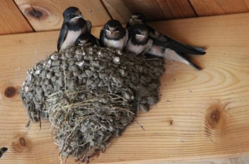  Schwalben bauen Nester auf dem Dach Ihres Hauses und Sie wissen nicht warum?: Gründe, warum Sie darauf achten sollten!