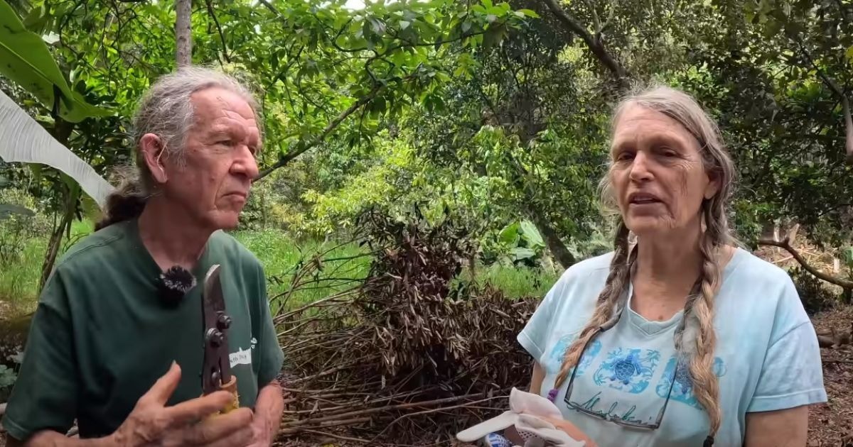 “Das Paar, das die Zivilisation aufgegeben hat, lebt seit 50 Jahren im Dschungel”: Wie ist das Leben ohne Fernsehen und Internet?