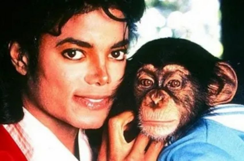  Michael Jacksons Schimpanse ist bereits 41 Jahre alt: Wie sieht Bubbles jetzt aus?