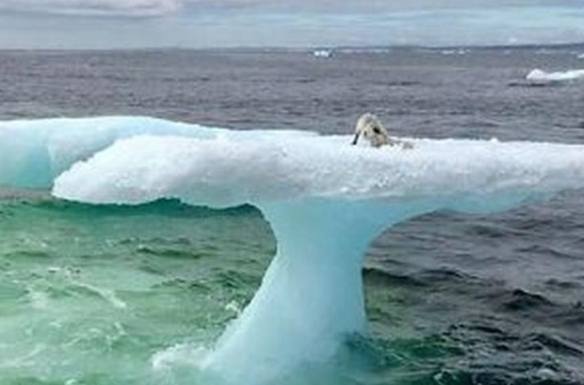  Die Fischer dachten, sie hätten eine Robbe auf einem Eisberg gesehen: Aber sie waren schockiert, als sie näher kamen und sahen, was es tatsächlich war!