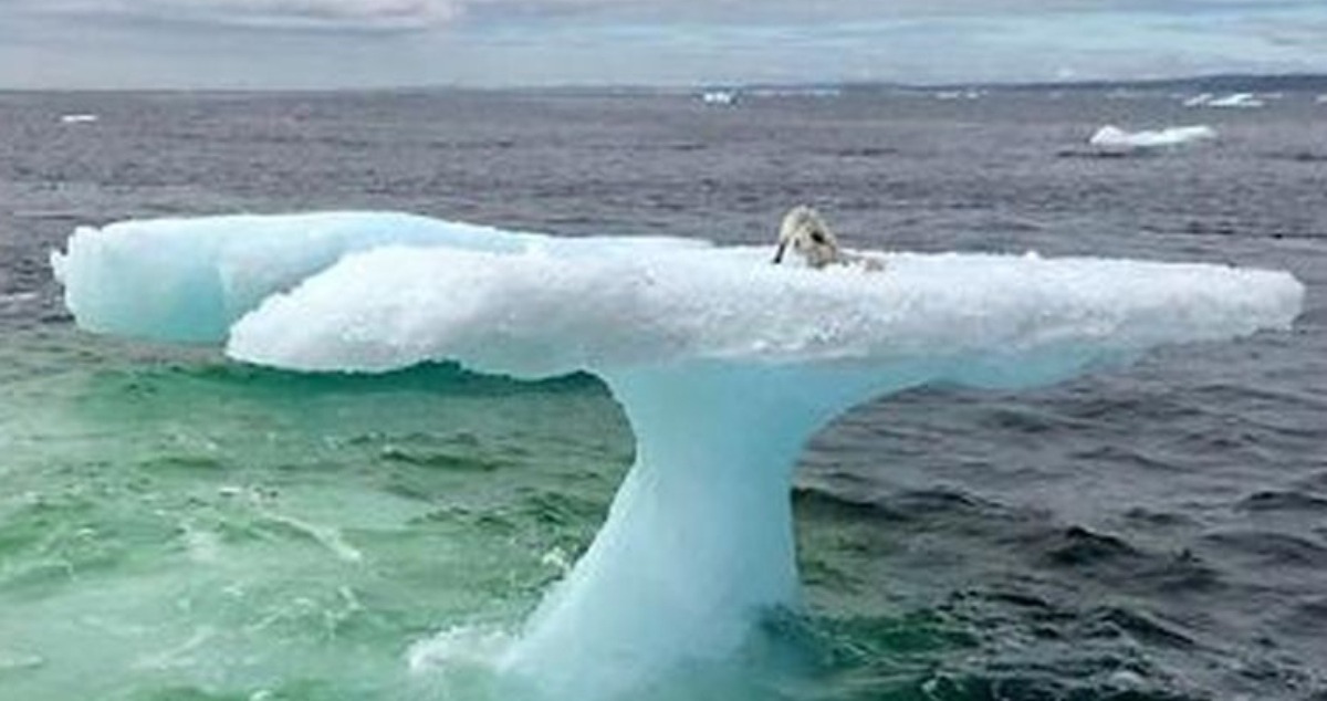 Die Fischer dachten, sie hätten eine Robbe auf einem Eisberg gesehen: Aber sie waren schockiert, als sie näher kamen und sahen, was es tatsächlich war!