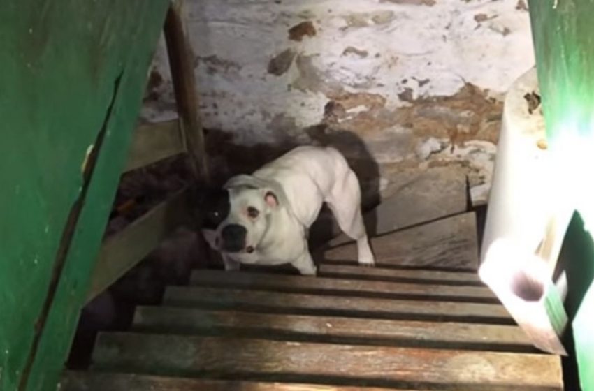  Ein Mann zieht in ein neues Haus und findet einen verlassenen Hund im Keller: Die Reaktion des Hundes ist unbezahlbar!