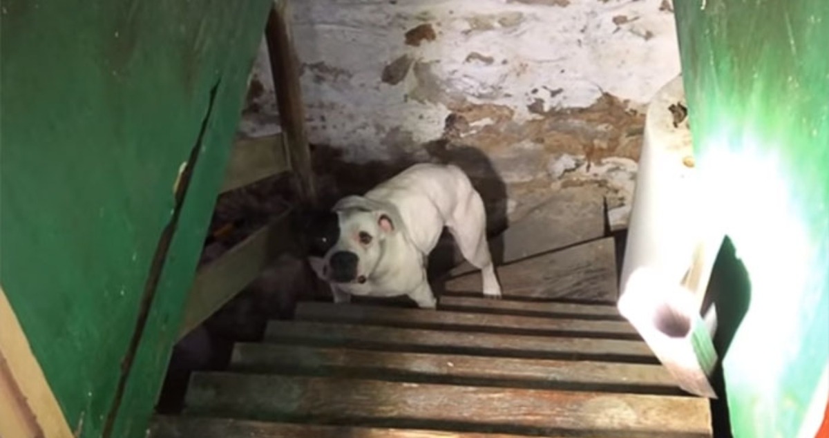 Ein Mann zieht in ein neues Haus und findet einen verlassenen Hund im Keller: Die Reaktion des Hundes ist unbezahlbar!