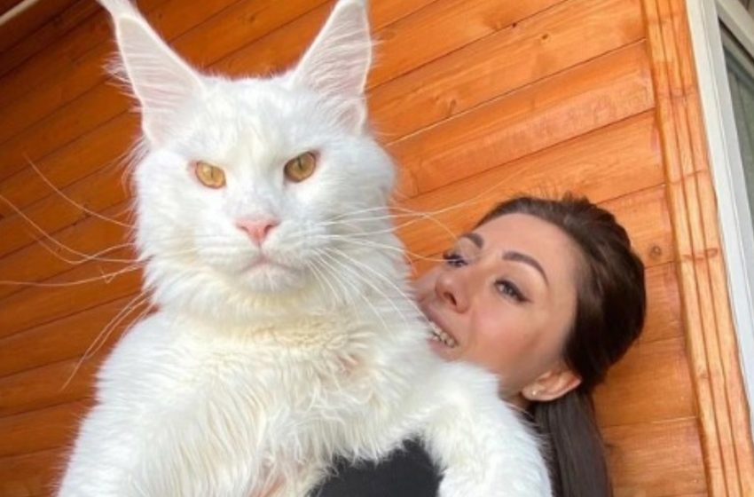  „Wiegt 12 Kilo und wächst noch weiter“: Lerne Kefir kennen – das größte Maine-Coon-Kätzchen der Welt!