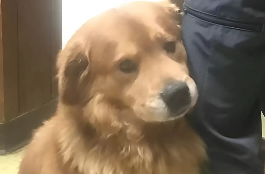  Eine Bindung, die nicht loslassen wollte: Hund klammerte sich an das Bein eines Mannes und veränderte das Leben beider!