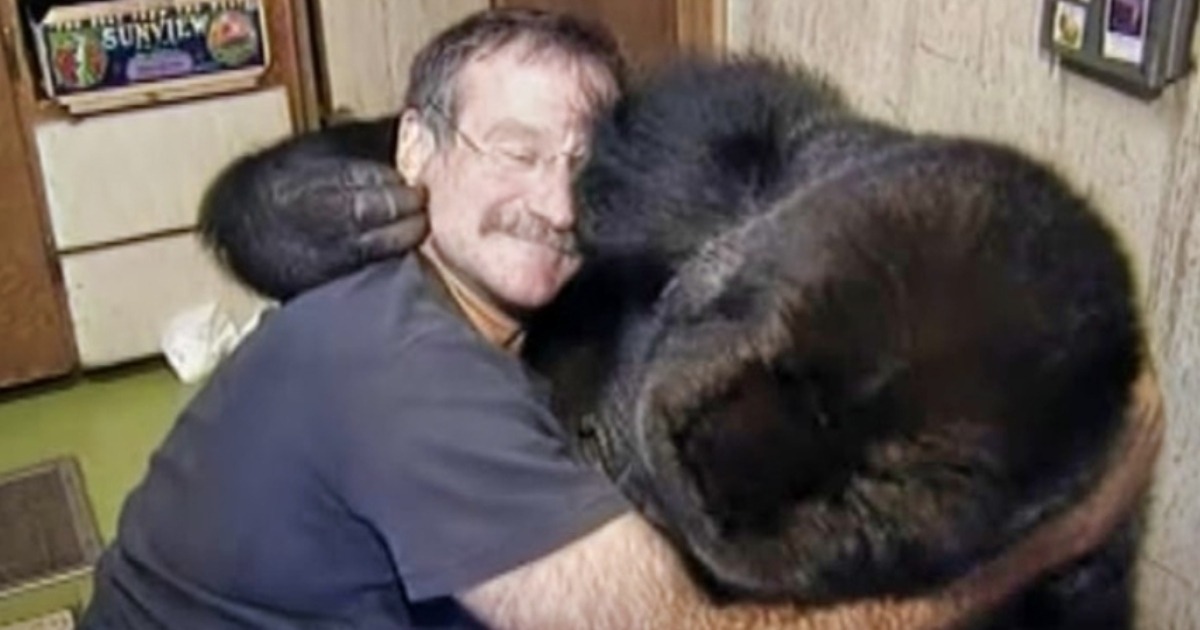 Die rührende Bindung eines beliebten Schauspielers zu einem Gorilla bewegt die Welt zu Tränen!: Doch wer ist dieser weltberühmte Schauspieler?
