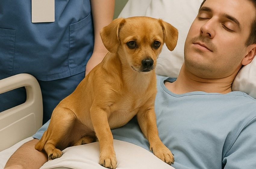 Die Ärzte beschlossen, den jungen Polizisten von den lebenserhaltenden Geräten zu trennen. Doch der Hund, der sich von ihm verabschiedete, vollbrachte ein Wunder, an das man kaum glauben kann.