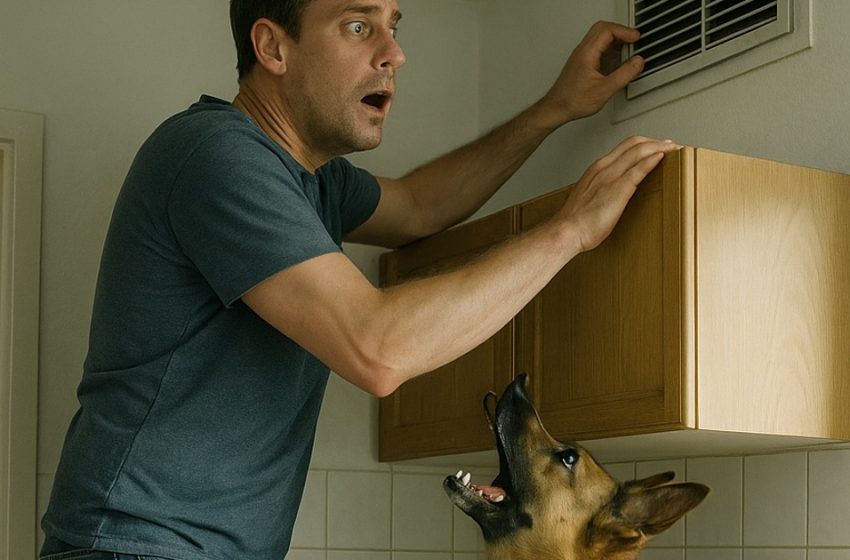 Mein Hund begann sich seltsam zu verhalten und kletterte auf den hohen Schrank, laut knurrend. Zuerst dachte ich, er sei verrückt geworden – bis ich den Grund für sein verändertes Verhalten bemerkte.