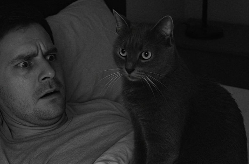Meine Katze begann sich nachts seltsam zu verhalten, also installierte ich eine Kamera. Was ich auf der Aufnahme sah, verschlug mir die Sprache.