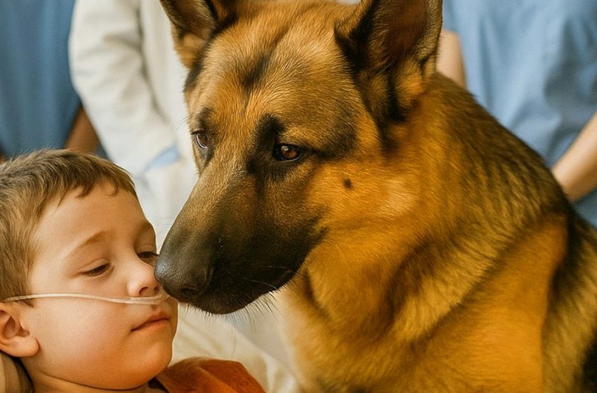  Ein treuer Hund eilte herbei, um einen Jungen direkt vor der Operation zu retten. Eine Geschichte über ein unglaubliches Wunder, das in einer kleinen Familie geschah.