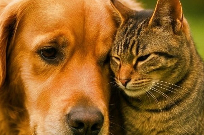  Streuner mit goldenem Herzen: Wie eine Katze nach einem Besitzer suchte – und eine ganze Familie fand. Eine Geschichte, die Millionen Menschen zu Tränen rührte