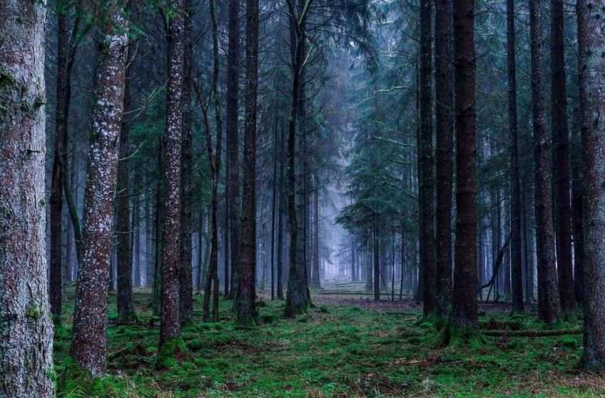  Ein verlorener Tourist dachte, ein hungriger Wolf würde ihn lebendig fressen: Der Wolf näherte sich langsam, legte seine Pfoten auf seine Brust, begann, sein Gesicht und seinen Hals zu beschnuppern – und dann tat er etwas Unerwartetes.